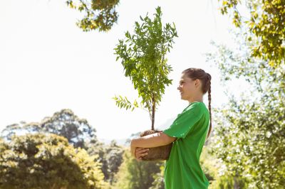 Dogwood Tree Planting in Ventura County, CA