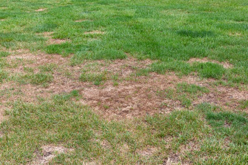 Grass Patching in Honolulu, HI