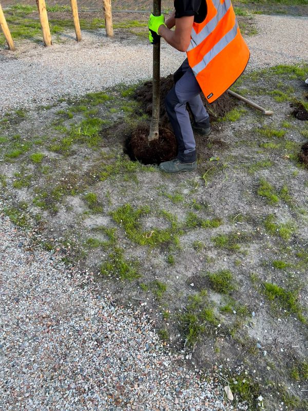 Orchard Planting in Honolulu, HI