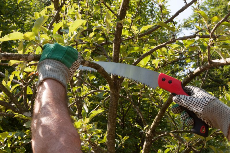 Tree Repair in Reno, NV